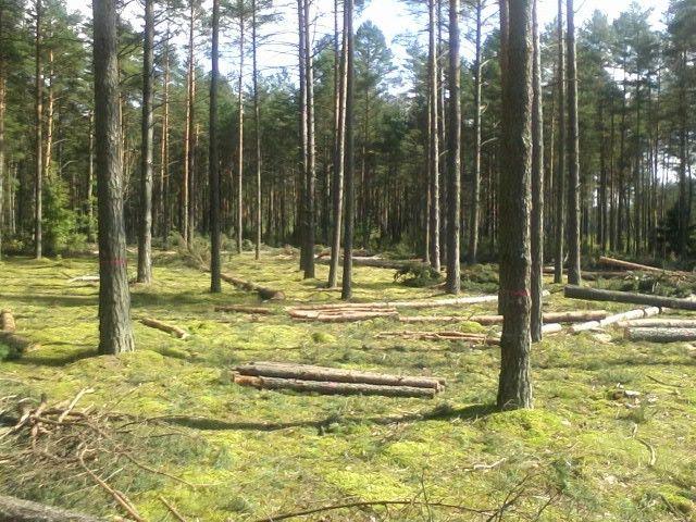Laiku retinkite savo mišką